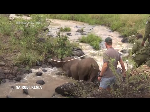 Kenia lanza gran proyecto de reubicación de rinocerontes