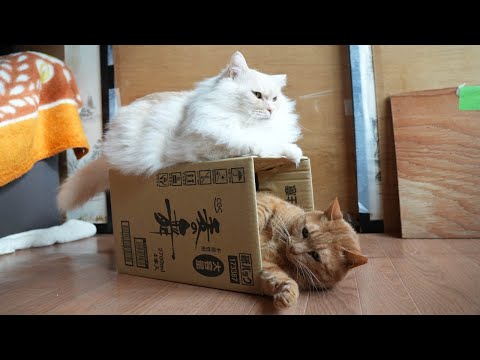 猫の動画サムネイル - 麦の舞の箱と麦茶　250511