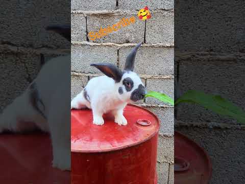 comment trouvez-vous mon lapin 🐰 dît moi dans les commentaires #animals #lapine