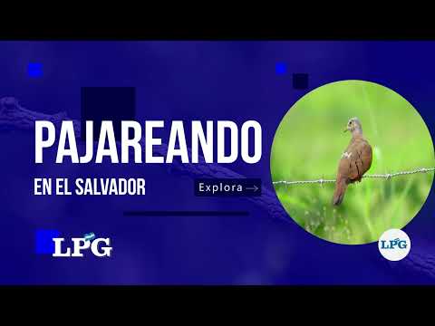 ¿Qué otros pájaros compitieron por el título de Ave Nacional de El Salvador?