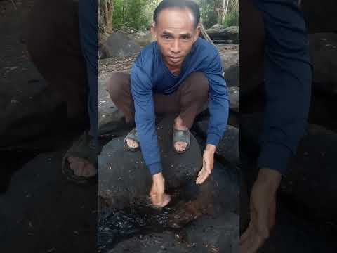 คือส่างว่าแท้น้อ