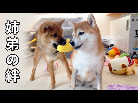 【感動】荒れていた弟柴犬が激変...姉との絆を取り戻した瞬間に涙!