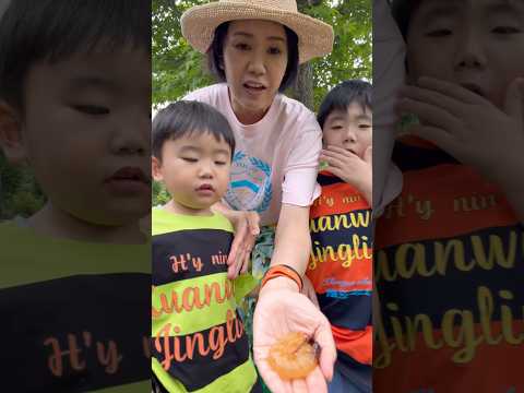 【ドッキリ】カブトムシの幼虫を食べる!おーいじゅたろうくん