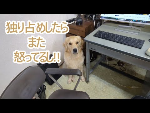 独り占めしたらまた怒ってる？ゴールデンレトリバーティト。