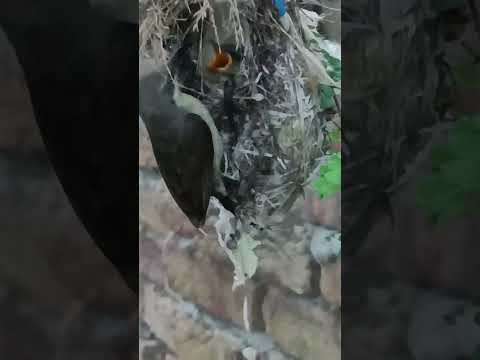 Nature’s Beauty – Sunbird Babies in Their Cozy Home #shorts
