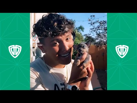 Willy Tube Tik Toks 2021 - Funny Tik Tok Memes - Vine Town