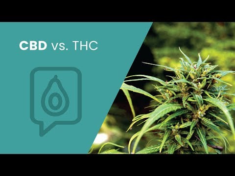 CBD vs. THC | Dr. Josh Axe