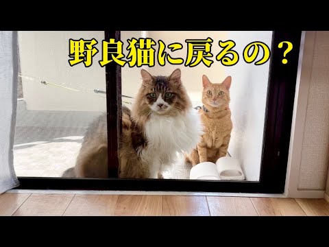 ご飯も食べずに出て行って帰って来ない猫たち【元野良猫まるとら&ぽこまる】