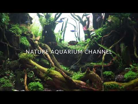 90cm nature aquarium