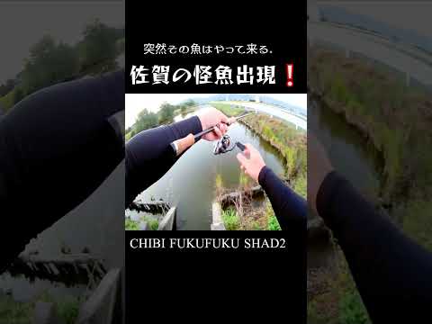 この魚のパワーが凄い❕#shorts #bassfishing #佐賀クリーク #雷魚 #おかっぱリ#右巻き大好き
