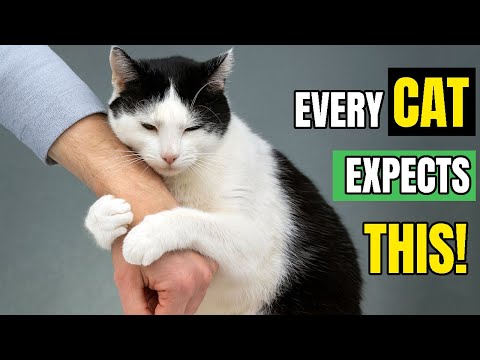 The Unspoken Rules Cats Expect You to Follow