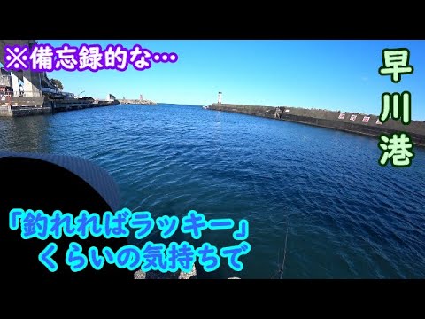 【早川港】一応黒鯛狙いのつもりではありましたが【2025年4月中旬】