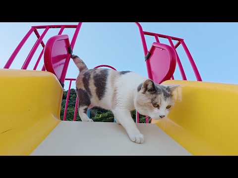 パステルカラーの三毛猫がビビりながらすべり台をすべる