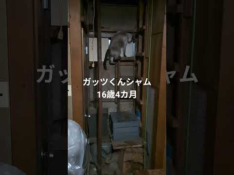 猫の動画サムネイル - シャム猫#shorts #cat#猫#siamese #猫#シャムmix