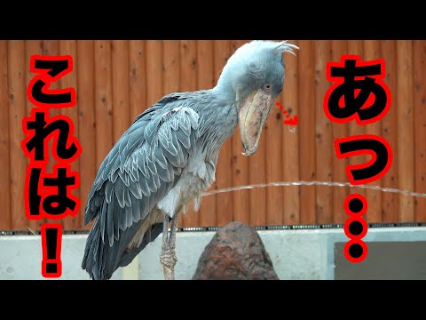 屋根で40分羽繕いの後はワラの上で30分羽繕い!ハシビロコウふたばちゃん♡その後飛ぶよ!【夏のふたば2025-5】Futaba, Shoebill  summer 2025-5