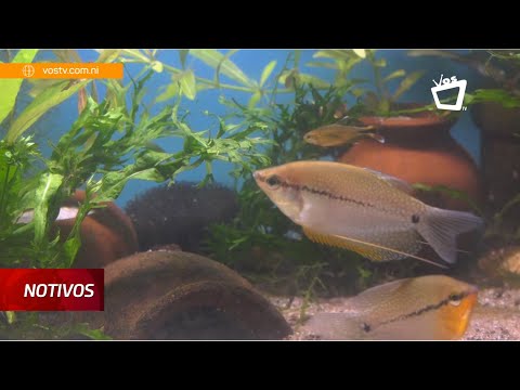 Edgardo Matamoros y su pasión por la crianza de peces