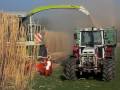 Мискантус: Miscanthus Harvest