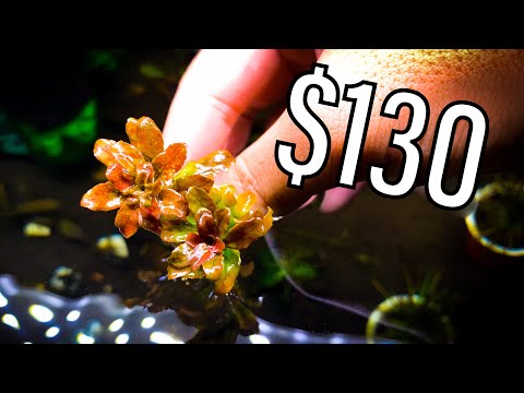 The $130 Stem Plant - Ludwigia Sphaerocarpa 'Mini' Aquascaping 101 - Plants + Exotics + Reef

Live Aquarium Plants For Sale  (AQUASCAPING 101 ETSY) - h