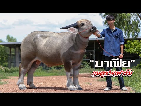 โครงสร้างใหญ่เขาทรงเสี่ยจ้าว