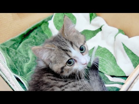 初めて子猫が福岡にやって来た瞬間がコチラ……｜子猫との1週間