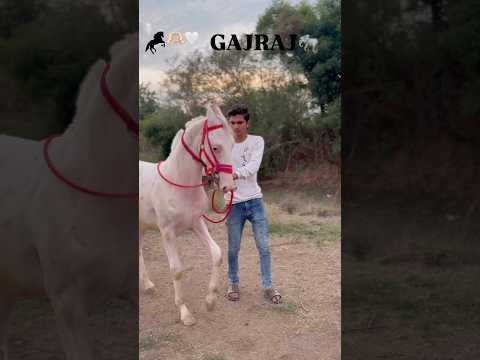 Gajraj (DOREMON) #horse #trending #doremon #horsetrancedance #gajraj #ghodo #kathiyawadi