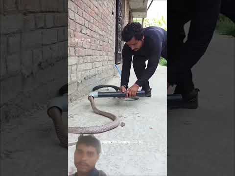 Brave boy vs cobra