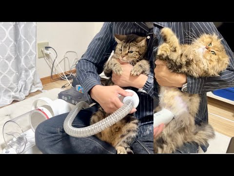 換毛期の猫を掃除機で大量の毛を吸い取るとこうなります