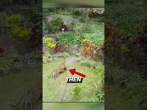 Leopard Attacks A Dog