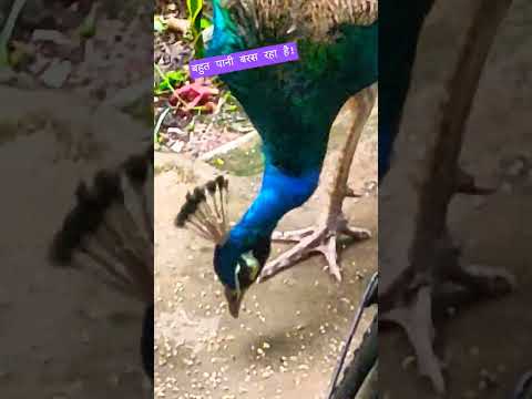 बारिश में दाना खाते हुए मोर 🦚#AnimalSounds #Peacock #BirdSounds #PeacockSound #SoundEffects