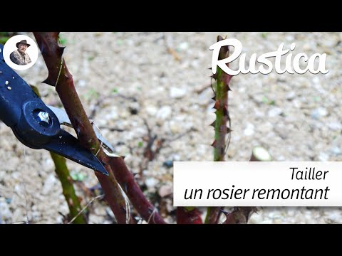 Comment tailler le rosier remontant en fin d'hiver