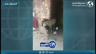 خربانه معه من الاخير