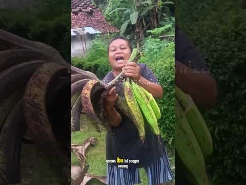 panen pisang tanduk #shorts #budidayatanaman #pertanian #harvest #fruit #banana #viral #gardening