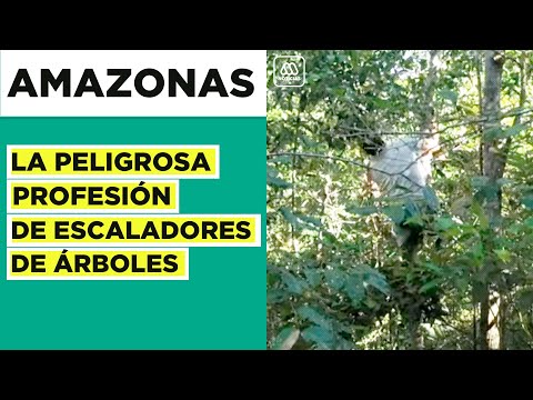 Escaladores de árboles: La peligrosa profesión en el Amazonas