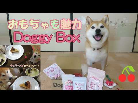 愛犬との生活に潤いを!笑顔あふれるDoggyBox