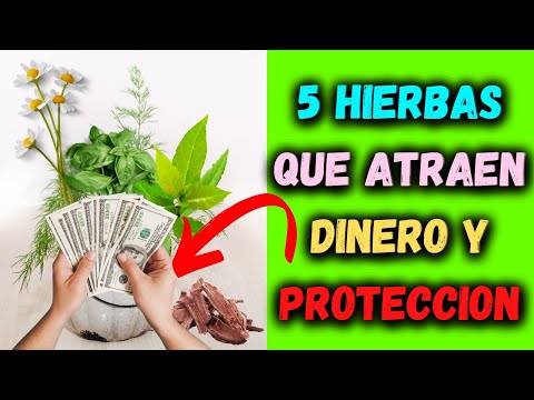 5 Hierbas que atraen dinero y protección