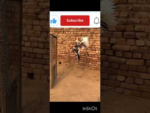 Khatarnak murge ki video 🐔🐔🐔🐓🐓🐓🐔 fighter murge ki video