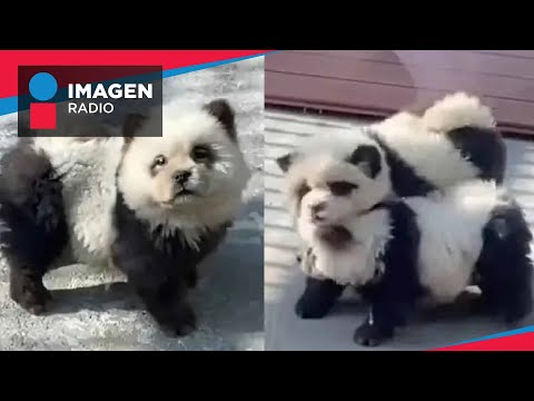 Zoológico hace pasar a perritos disfrazados como osos panda