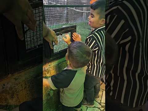 بلال بدو يطير العصافير😨🦜#هبوش #فاميلي #بلال #آدم #haboshfamily