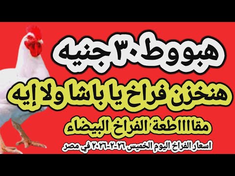 اسعار الفراخ البيضاء اليوم/ سعر الفراخ البيضاء اليوم الخميس ٢٦-٢-٢٠٢٦ في مصر جمله وقطاعي