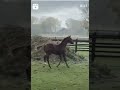 Dressage horse Leuke Kjento jaarling te koop