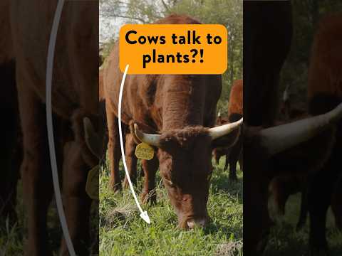 Photo for: How Cows Turn Soil Into a Sponge