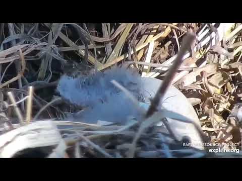 Decorah North Eagles,Welcome to the World, DN11!