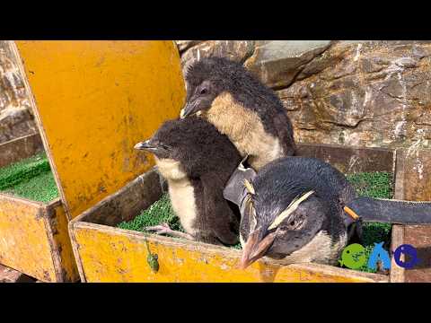 やはり辿り着くのはオレンジの家【キタイワトビペンギンヒナ】