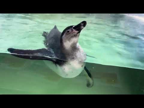 Humboldt Penguin yawning at the Grand Mazatlán Aquarium