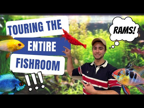 What’s Happening In The FISH ROOM!!! Heaps Of RA G’day everyone!

Thanks for tuning in to this week’s video!

This week we show you guys the tail