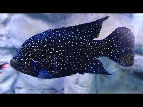 Starry Night Cichlid - Paratilapia Polleni 