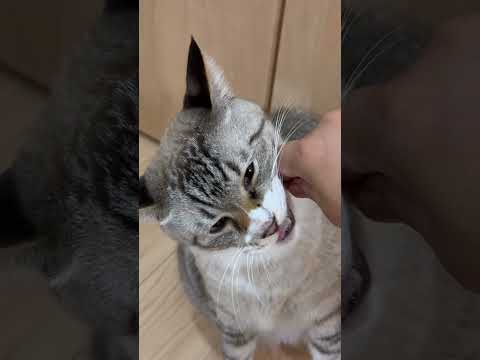 歯磨きおやつと猫 #猫 #cat #ねこチャックの日常 #保護猫 #猫のいる暮らし #猫動画 #ねこ #多頭飼い #猫好きさんと繋がりたい #cats