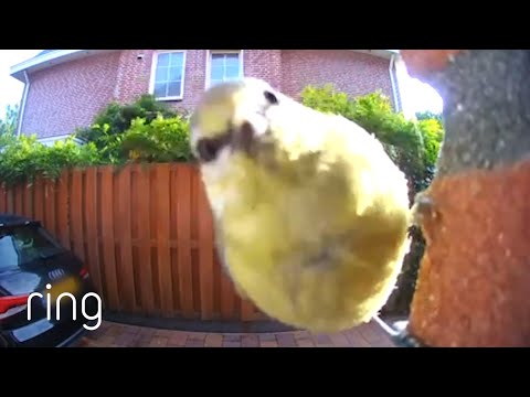 Bird Gets Up-Close and Personal With Ring Video Doorbell | RingTV