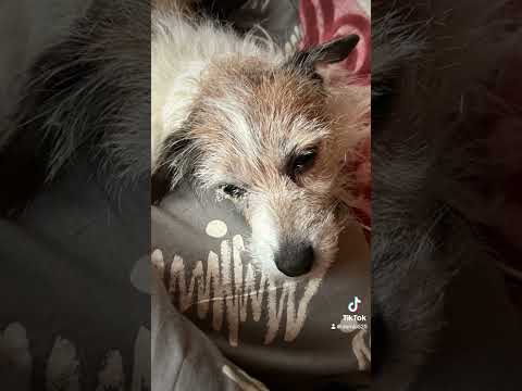 4月の手術前のつくし❤️