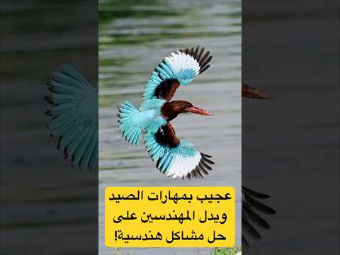 طير عجيب في الصيد ويدل المهندسين على حل مشاكل هندسية! - أنواع وأصوات الرفراف Kingfisher في السعودية